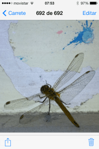libélula