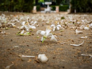 afo 2 - caca y azahar